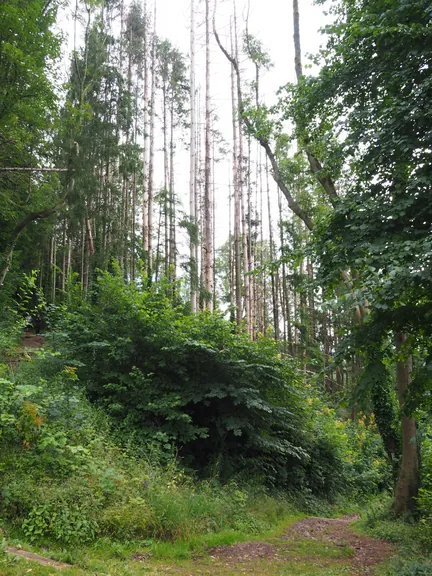 Malmedy (België)